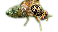 Fruit Fly monitoring control products